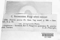 Hydropisphaera peziza image